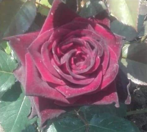 trandafir baccara|Trandafir negru flori mari .